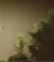 Comet Hale-Bopp in the outer solar system with +7 mag